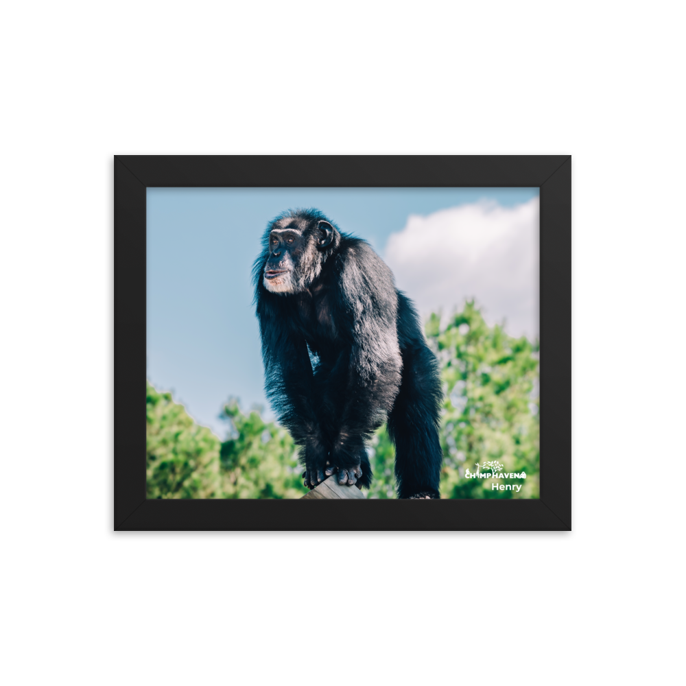 Framed photo paper poster- Henry