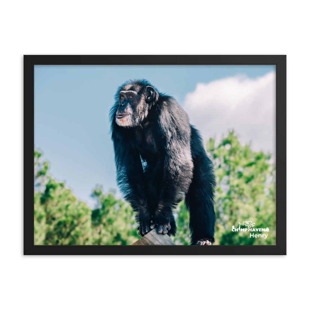Framed photo paper poster- Henry