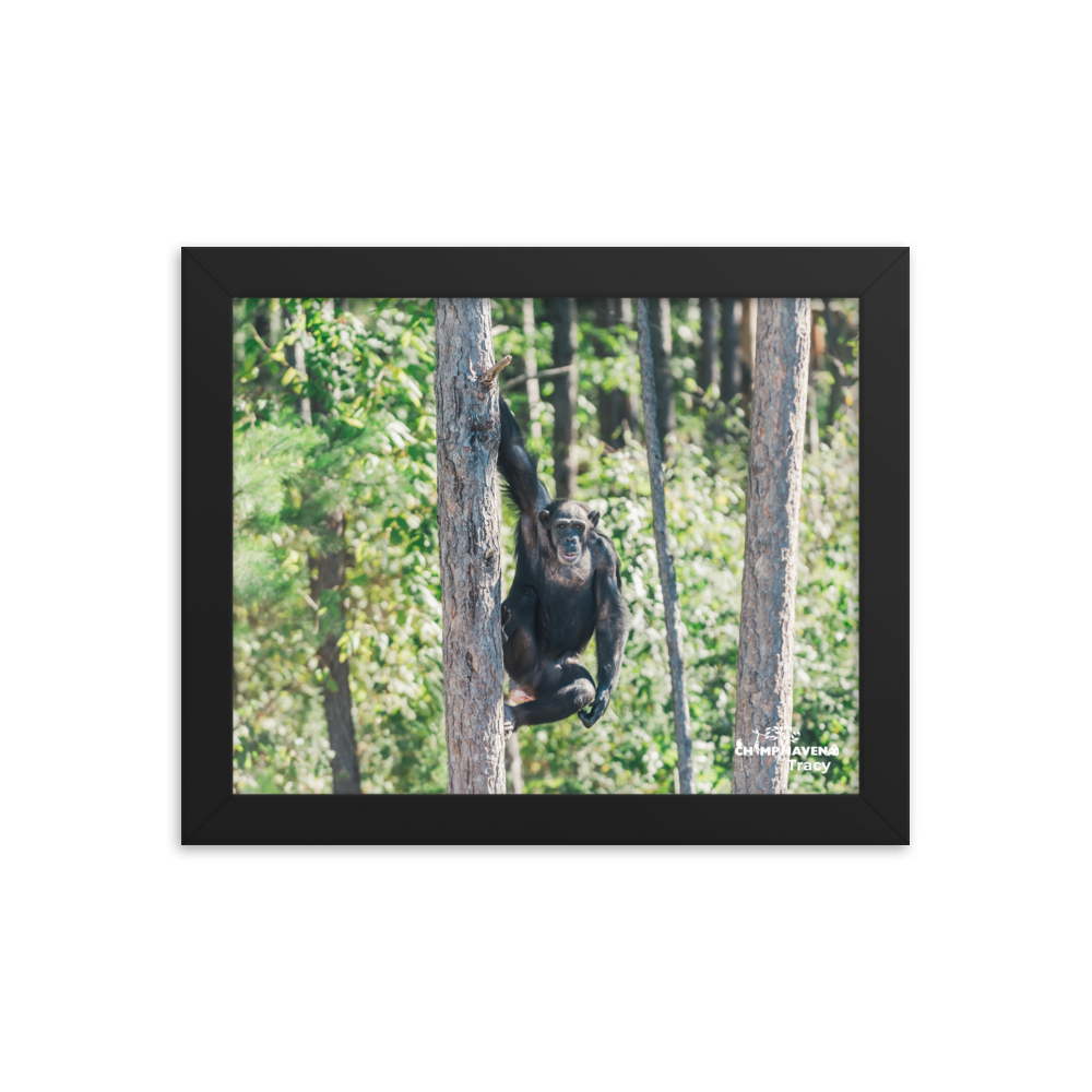 Framed photo paper poster- Tracy