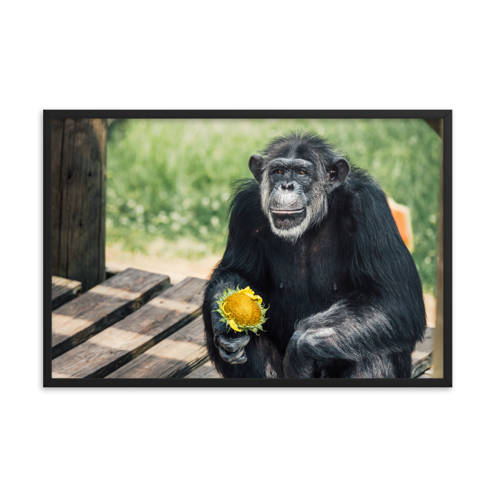 Framed photo paper poster- Maxi