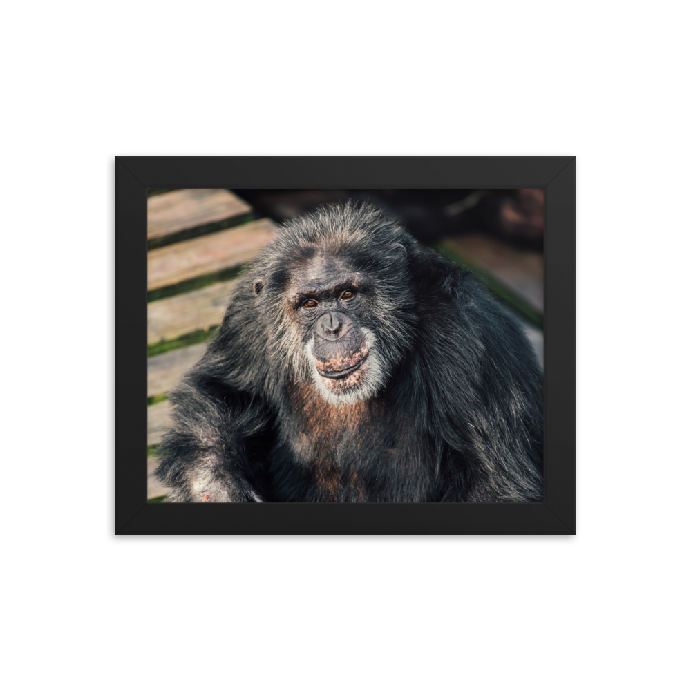 Framed photo paper poster- Bowen
