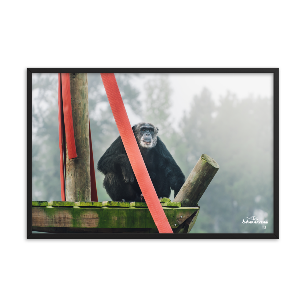 Framed photo paper poster- TJ