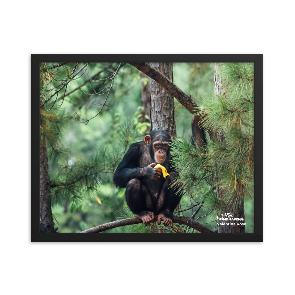 Framed photo paper poster- Valentina Rose