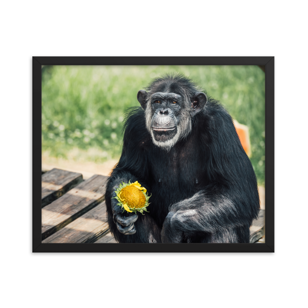 Framed photo paper poster- Maxi