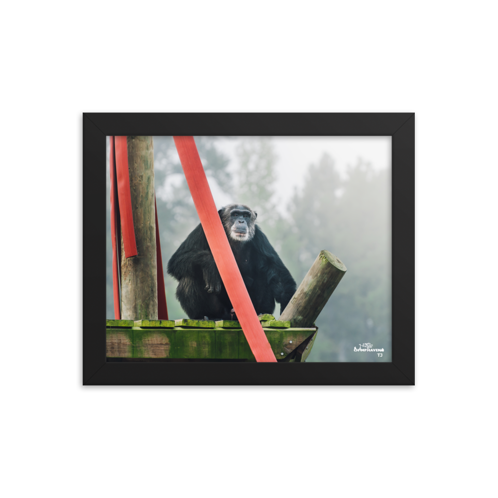 Framed photo paper poster- TJ