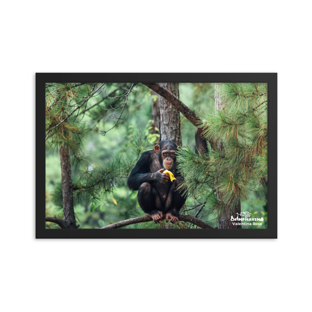 Framed photo paper poster- Valentina Rose