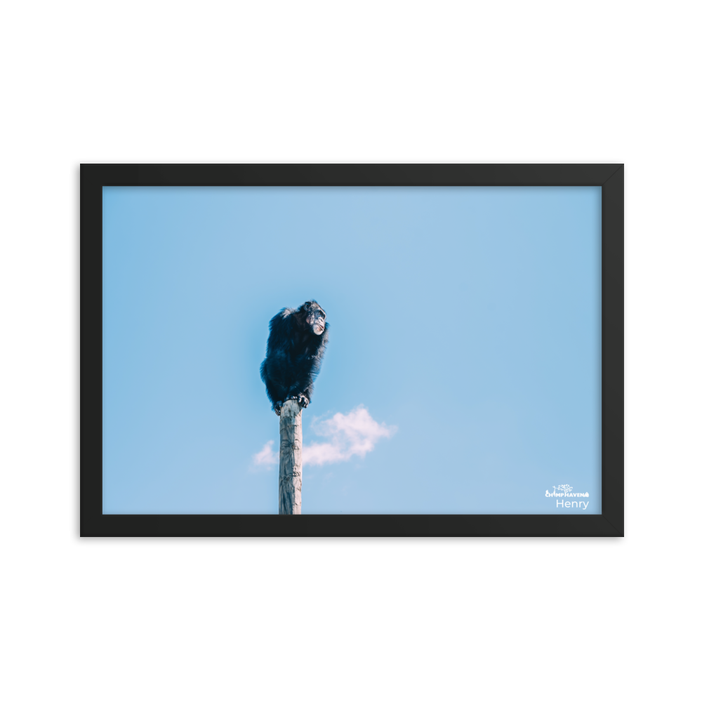 Framed photo paper poster- Henry