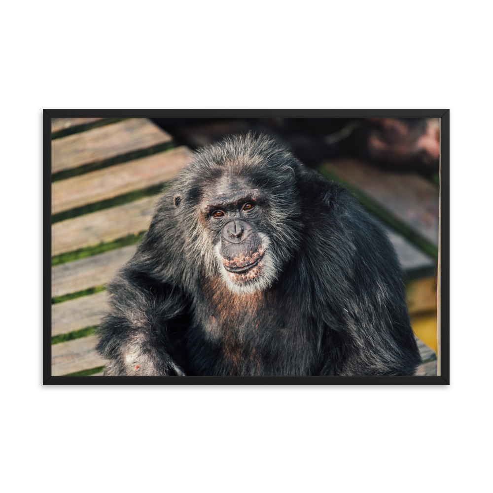 Framed photo paper poster- Bowen
