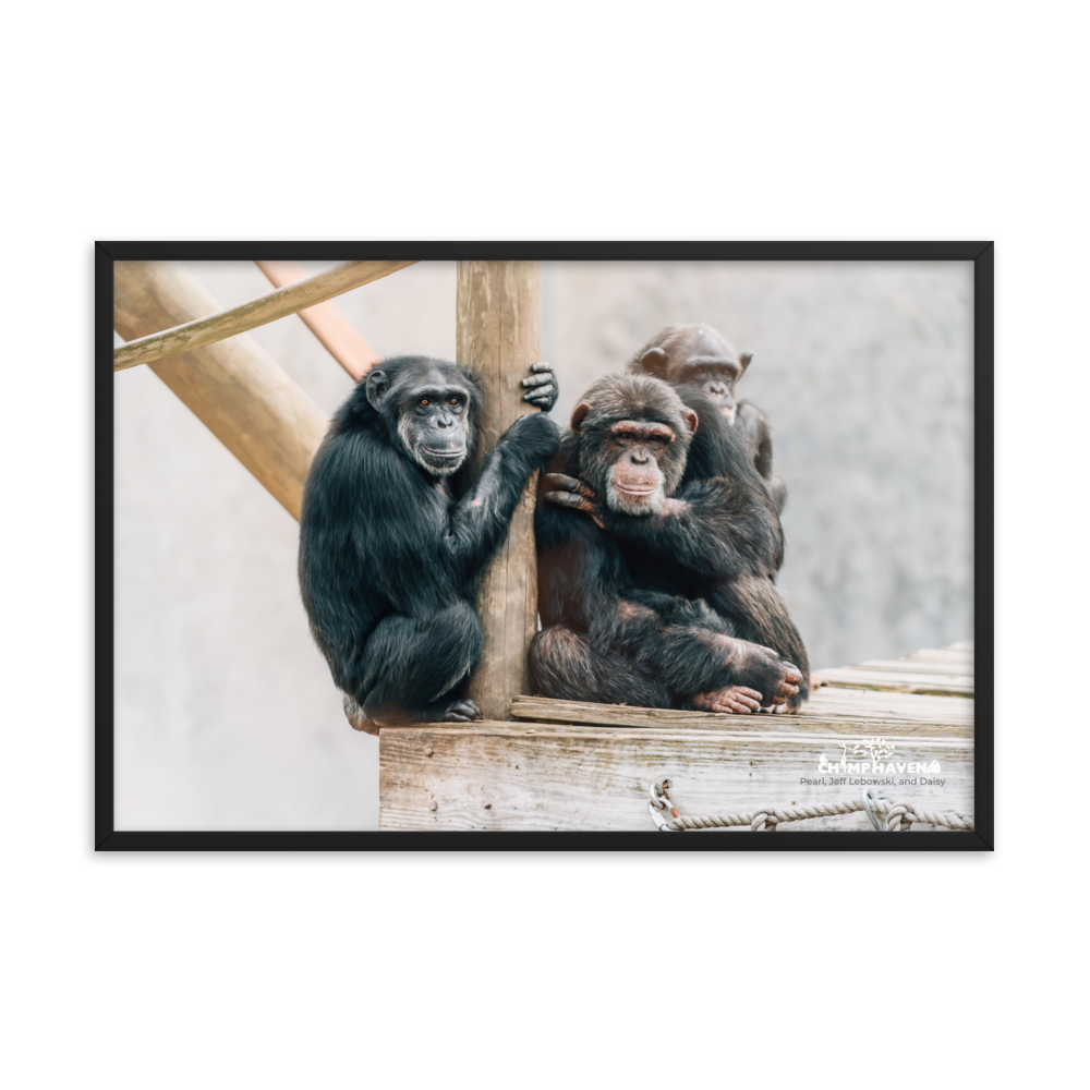 Framed photo paper poster- Pearl, Jeff Lebowski, and Daisy