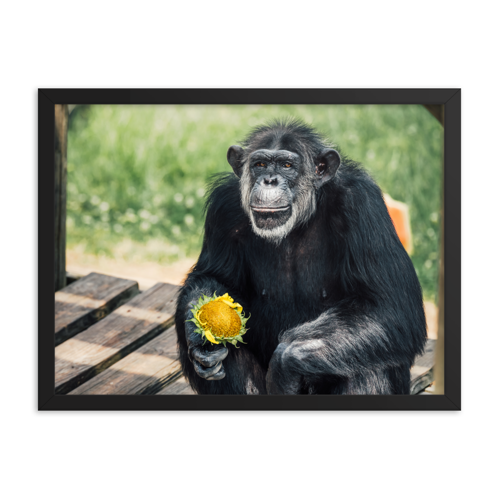 Framed photo paper poster- Maxi