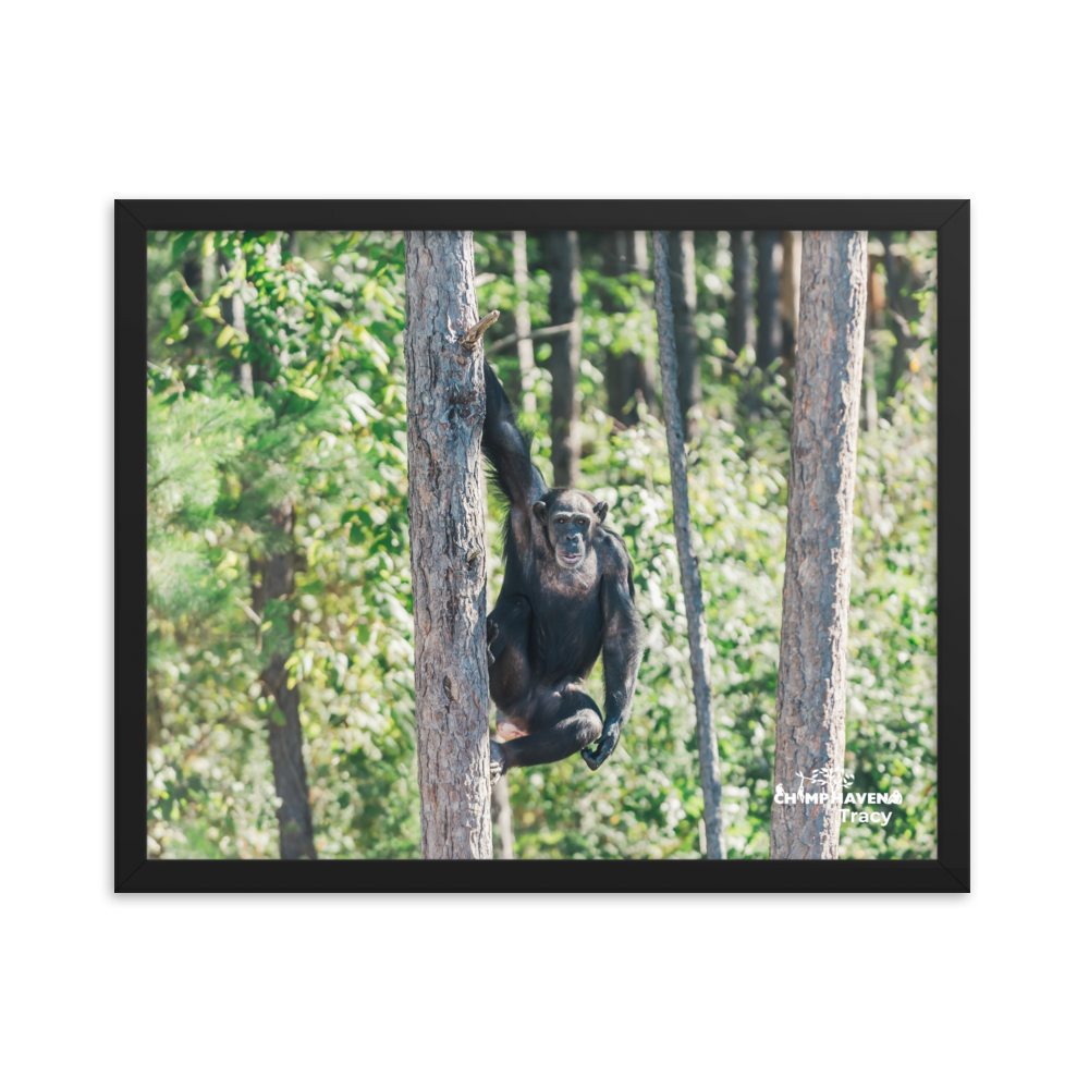 Framed photo paper poster- Tracy