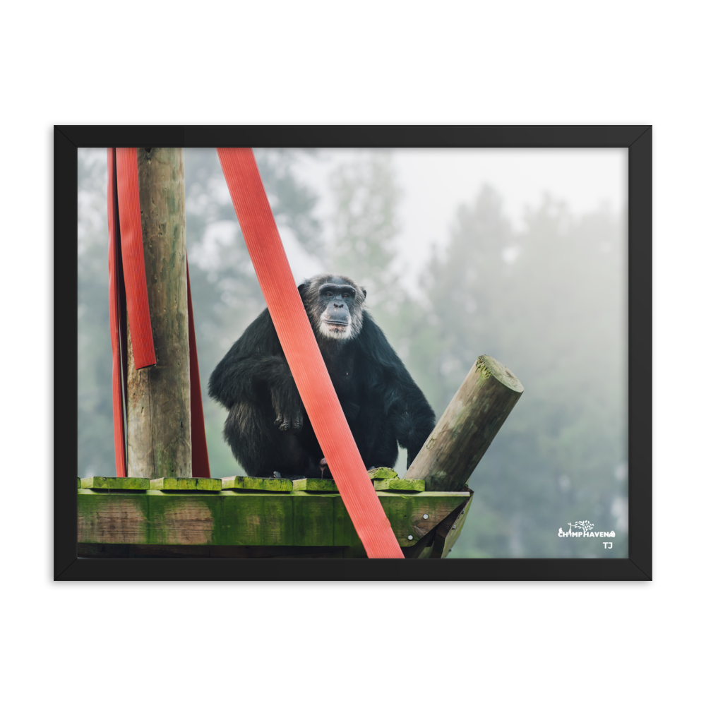 Framed photo paper poster- TJ