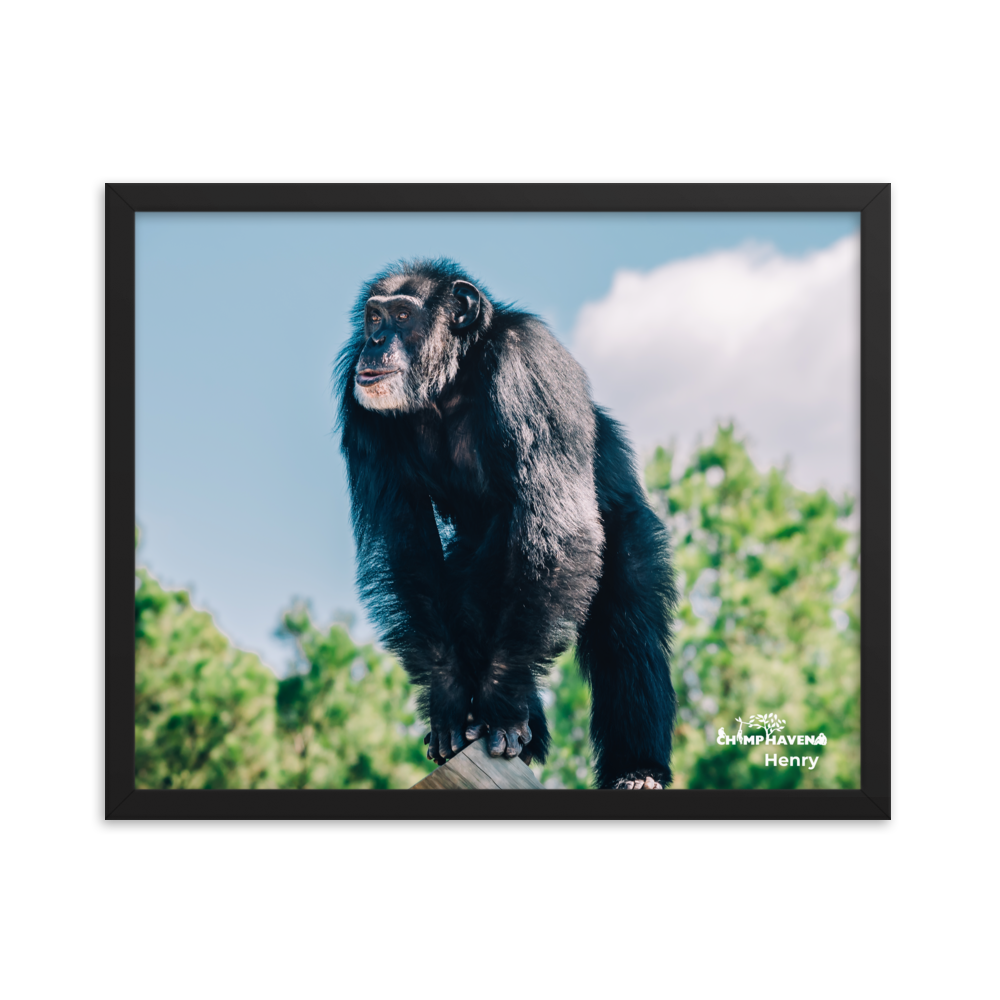 Framed photo paper poster- Henry