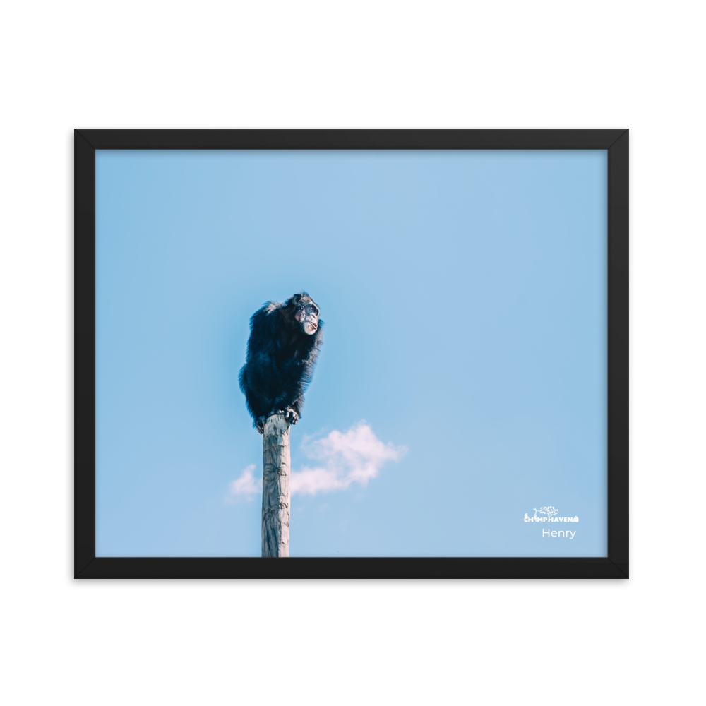 Framed photo paper poster- Henry