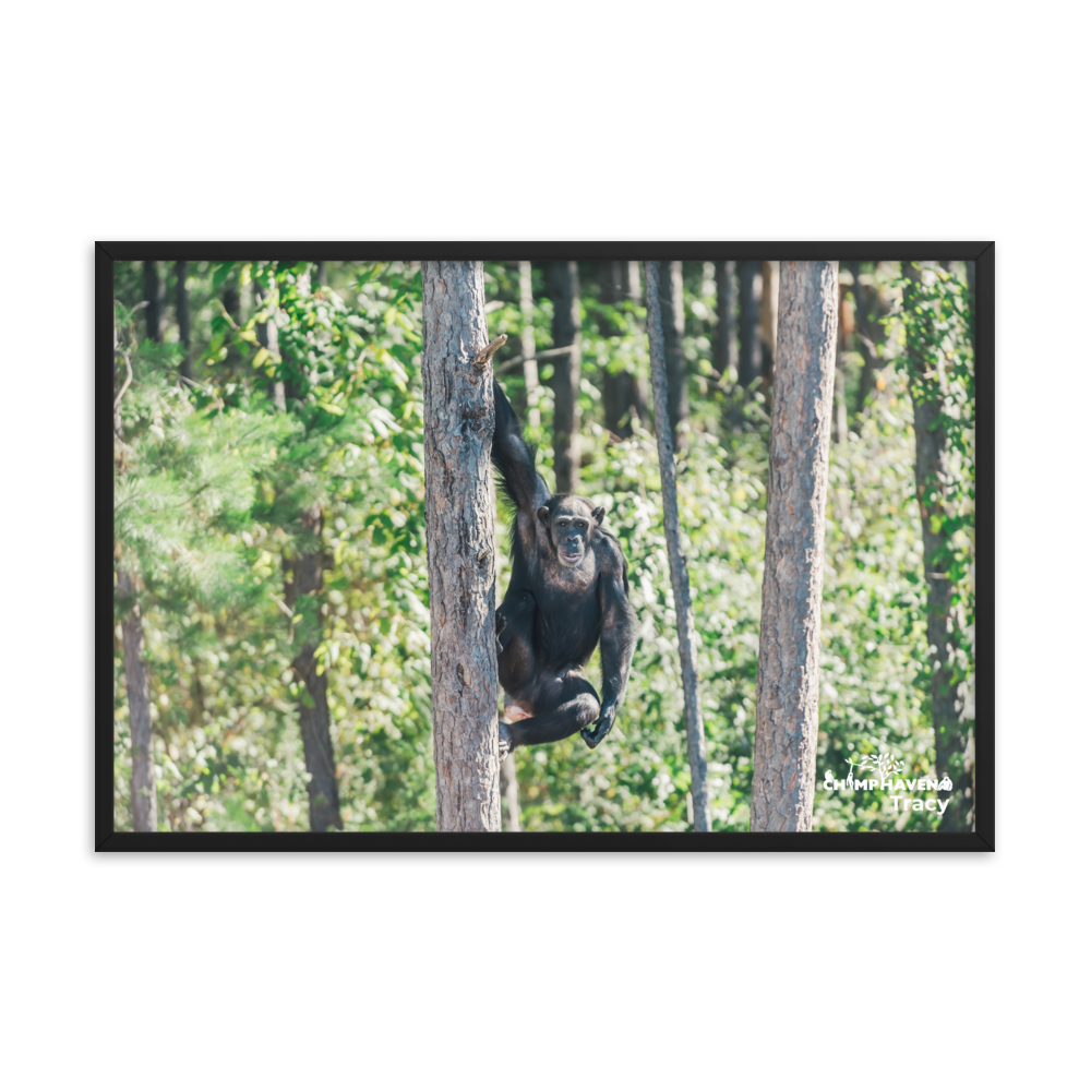 Framed photo paper poster- Tracy