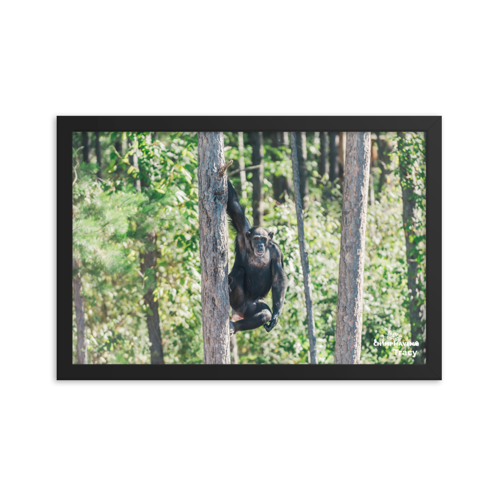 Framed photo paper poster- Tracy