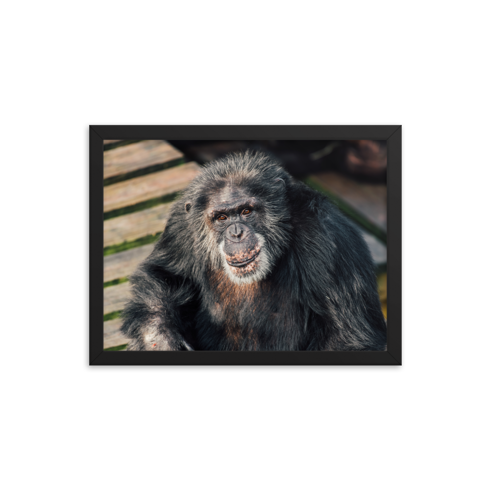 Framed photo paper poster- Bowen