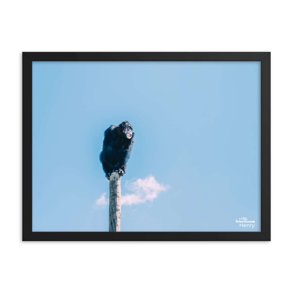 Framed photo paper poster- Henry
