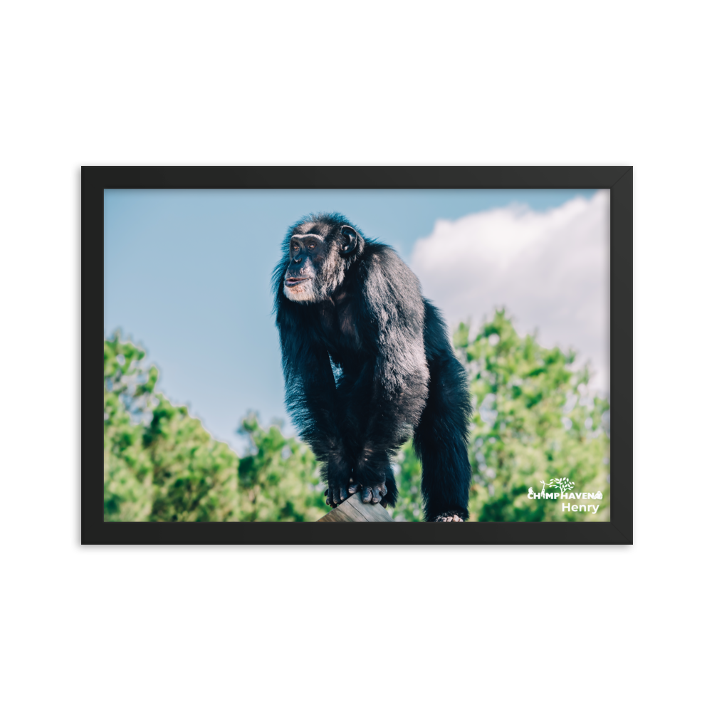 Framed photo paper poster- Henry