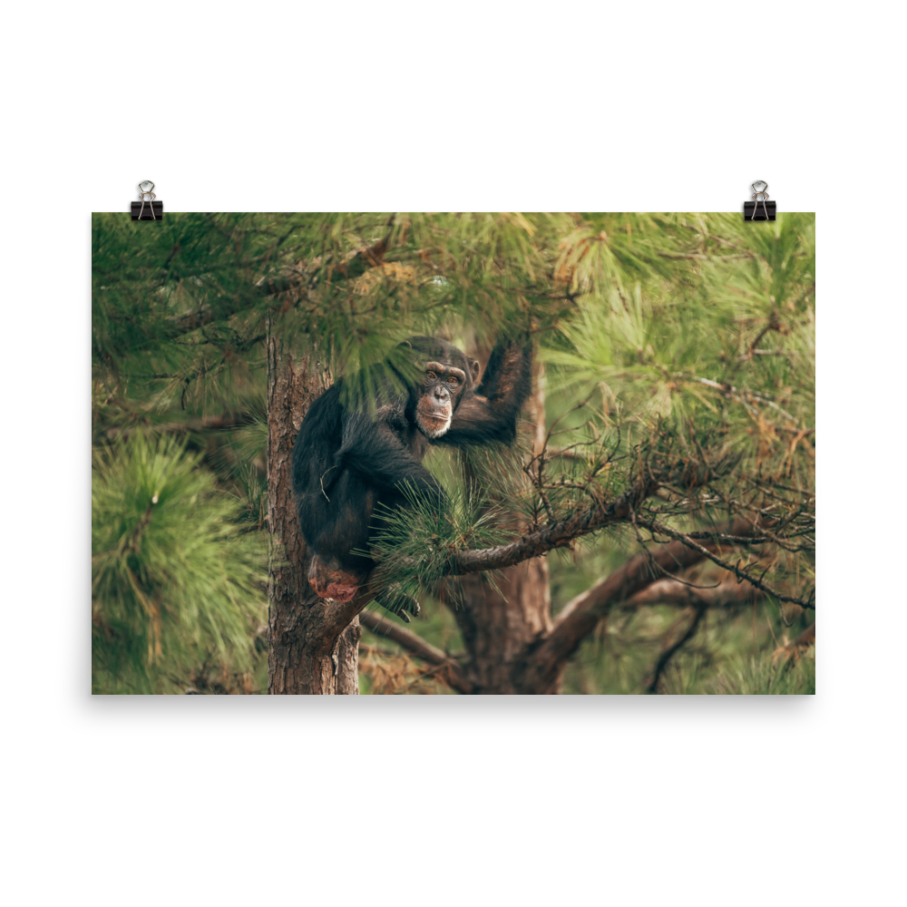 Photo paper poster- Arden