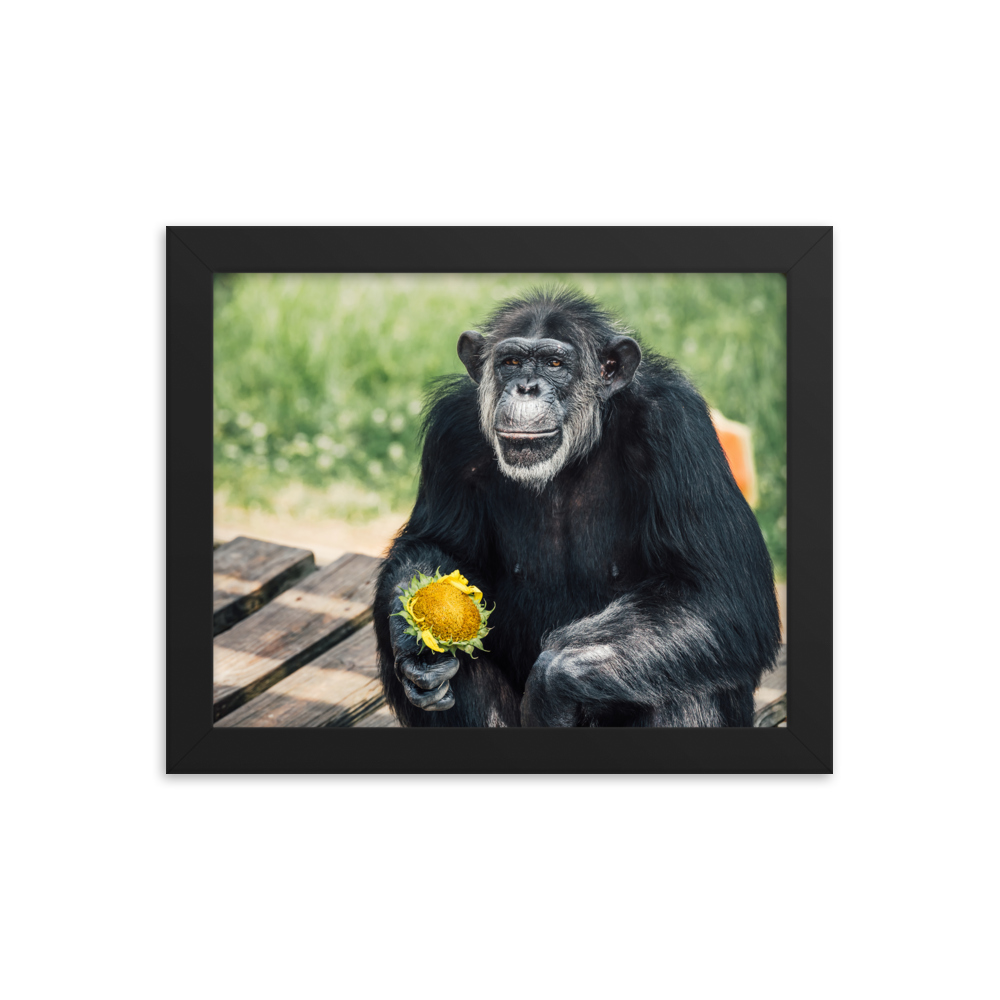 Framed photo paper poster- Maxi