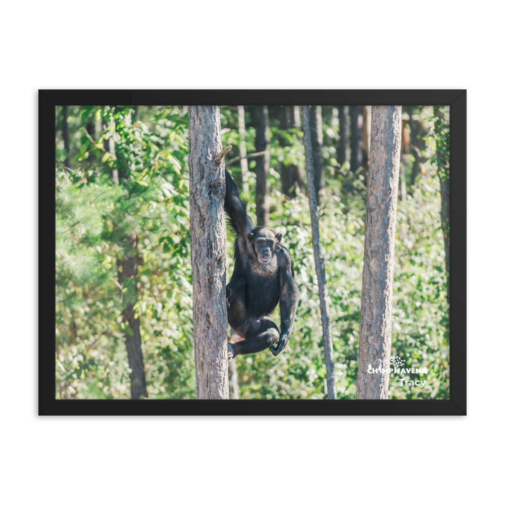 Framed photo paper poster- Tracy