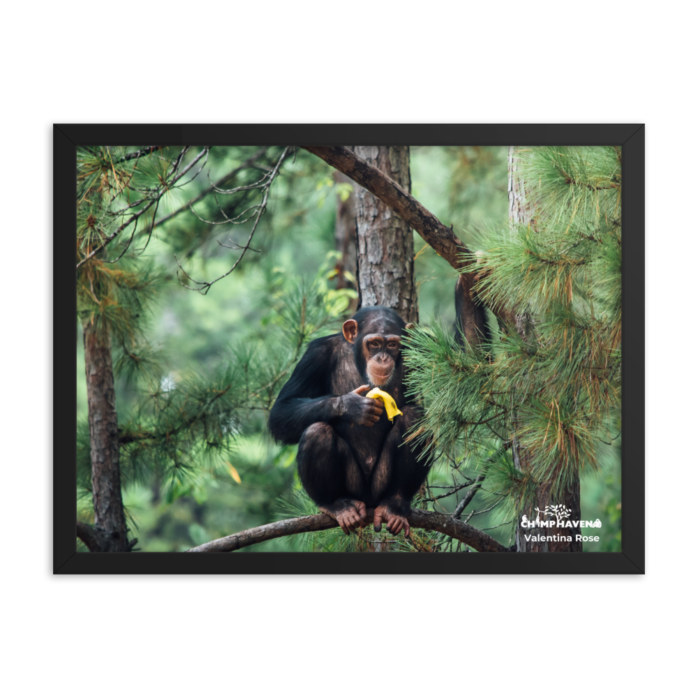 Framed photo paper poster- Valentina Rose