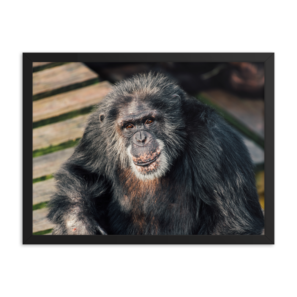 Framed photo paper poster- Bowen
