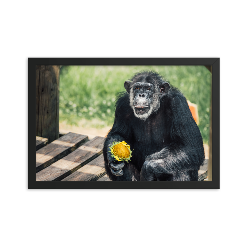 Framed photo paper poster- Maxi