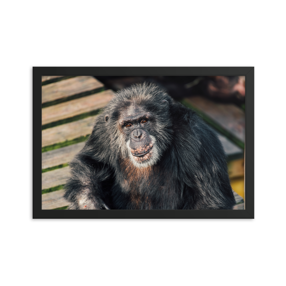 Framed photo paper poster- Bowen
