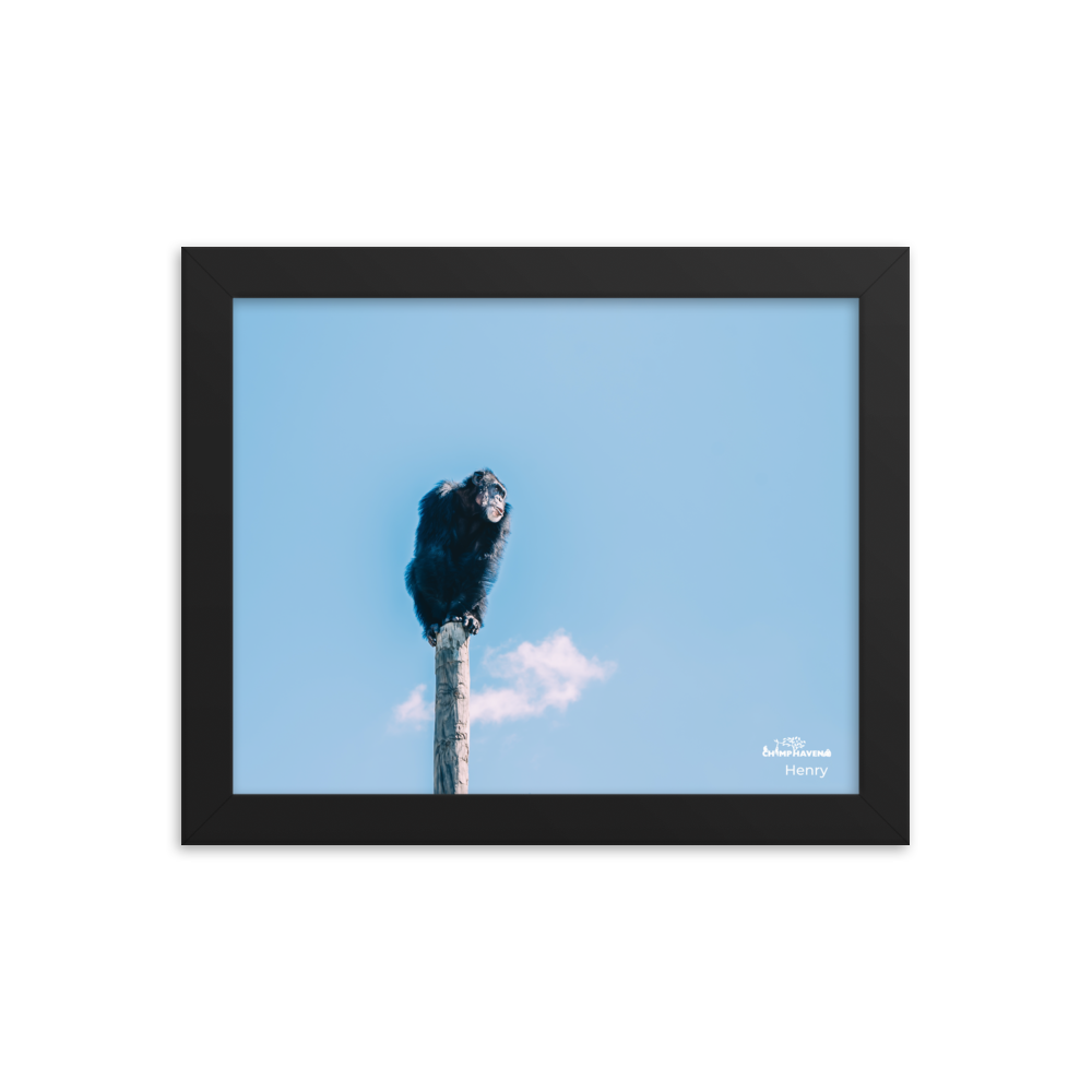 Framed photo paper poster- Henry