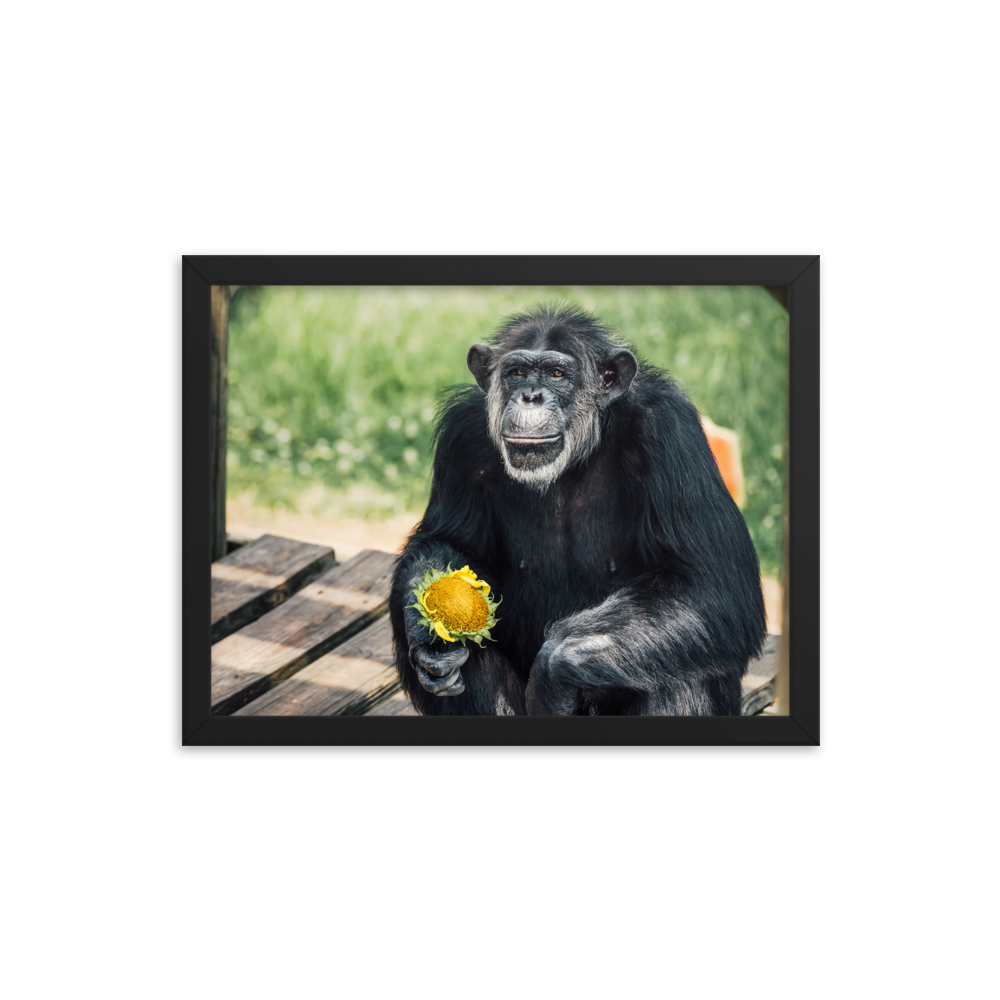 Framed photo paper poster- Maxi