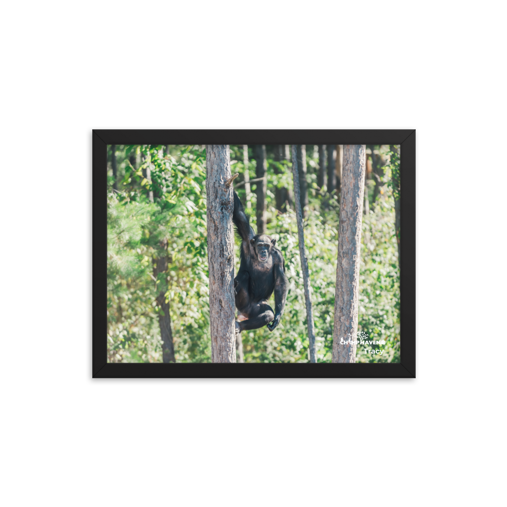 Framed photo paper poster- Tracy