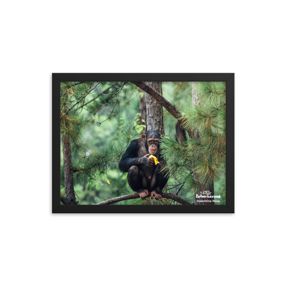 Framed photo paper poster- Valentina Rose