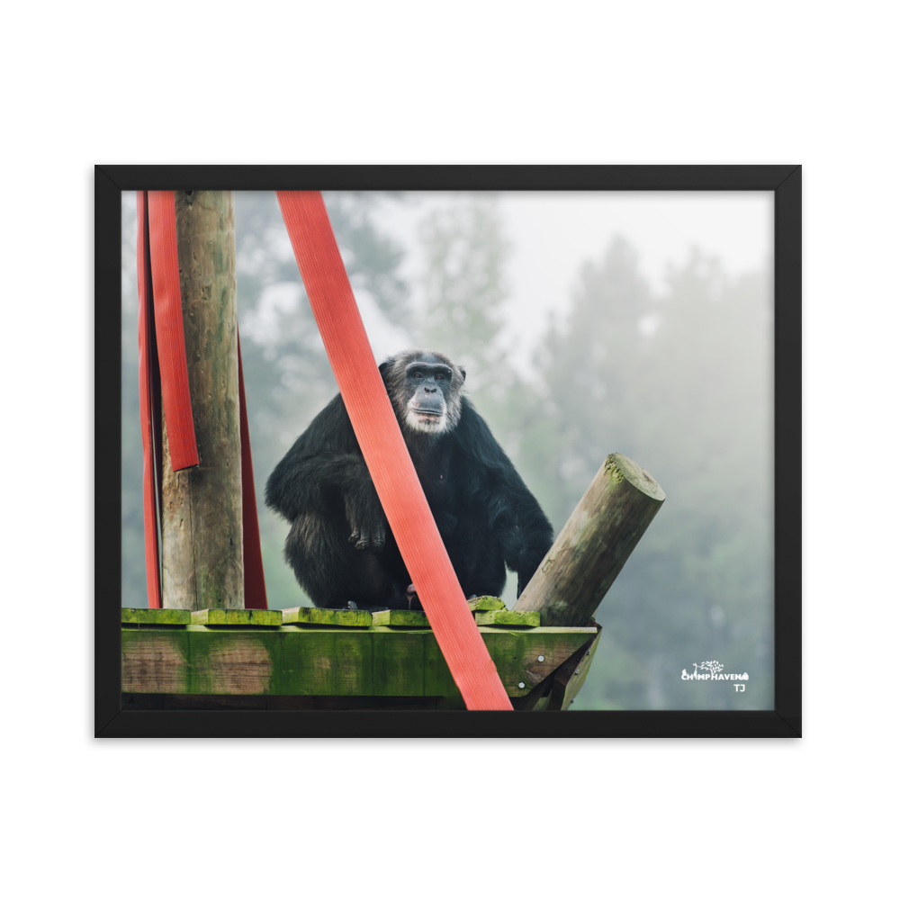 Framed photo paper poster- TJ