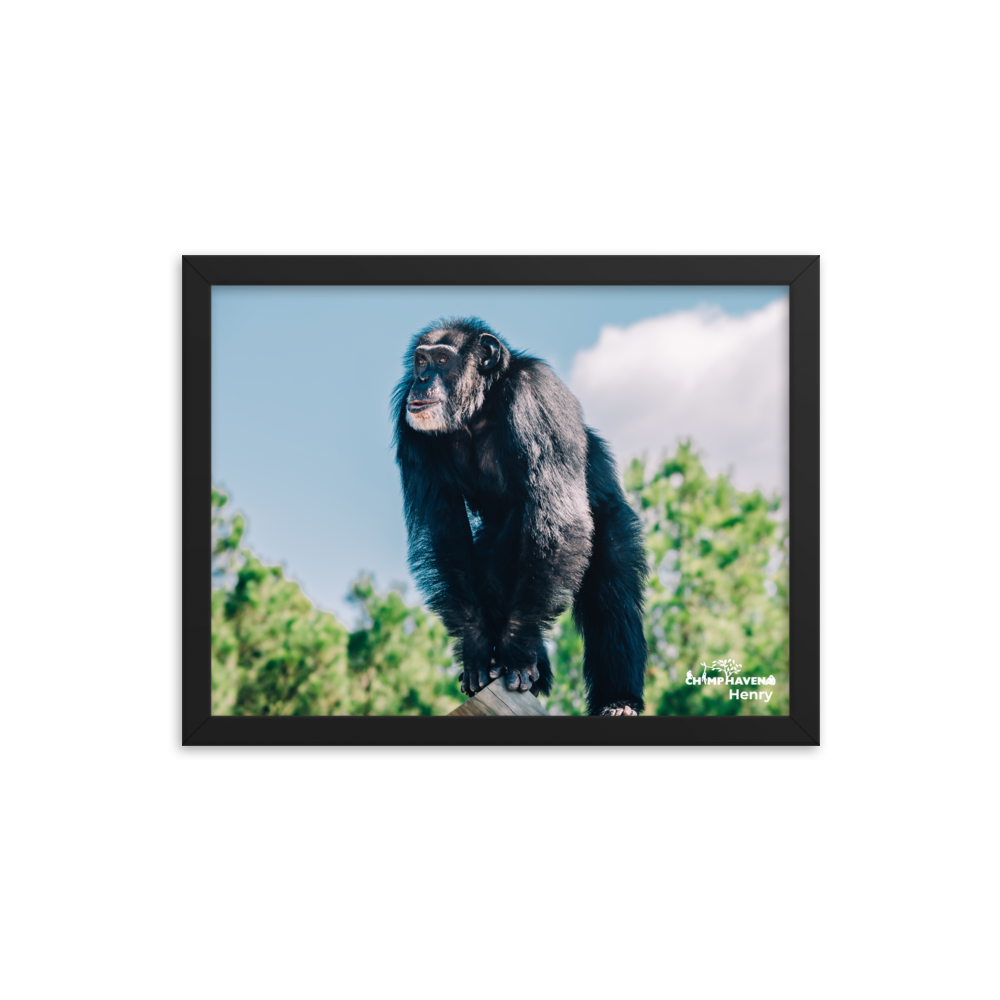 Framed photo paper poster- Henry