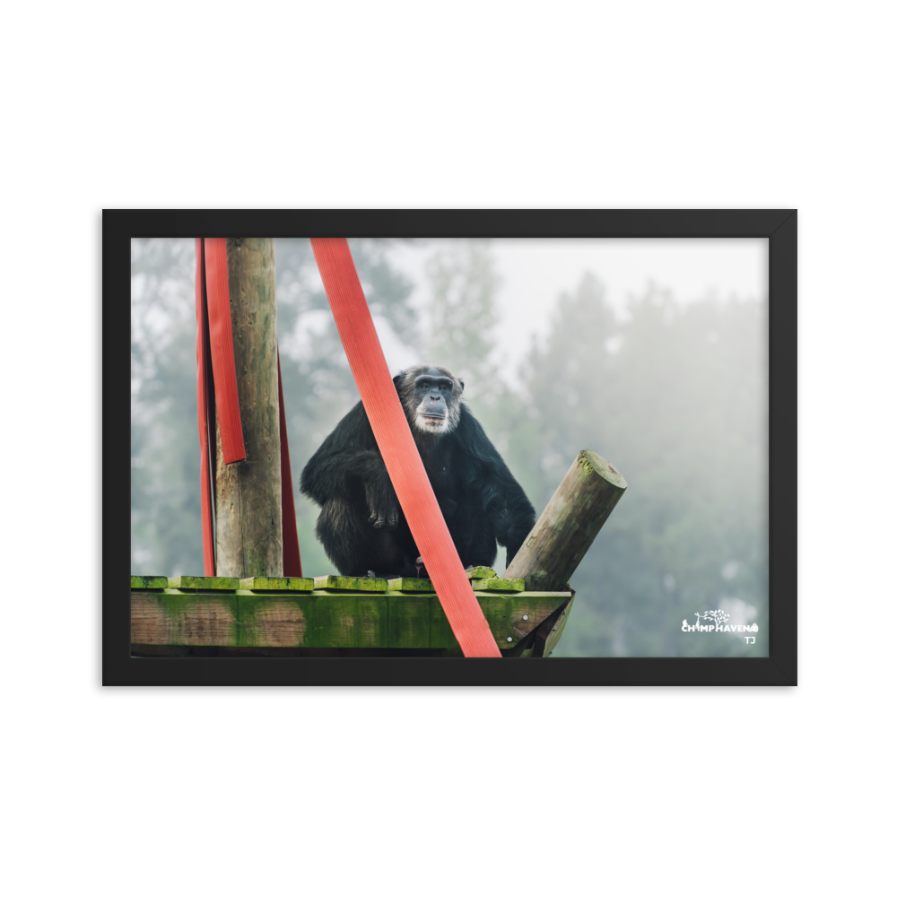 Framed photo paper poster- TJ