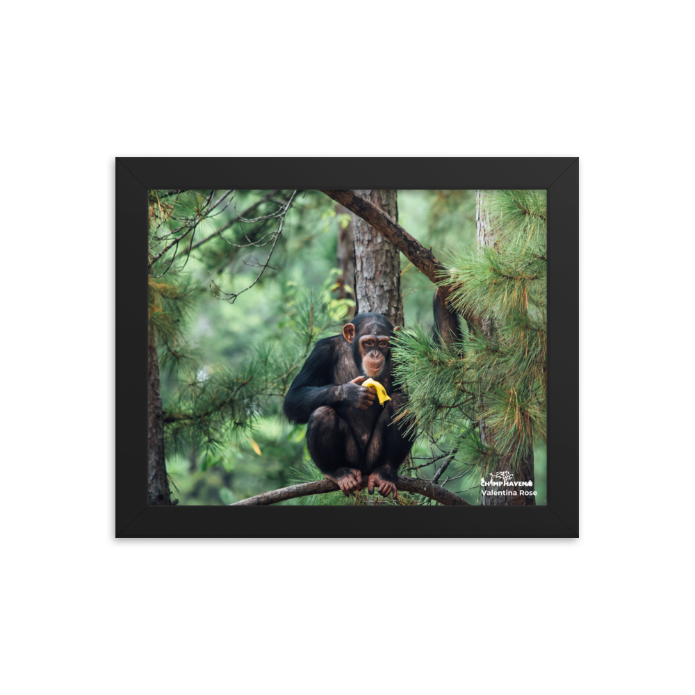 Framed photo paper poster- Valentina Rose