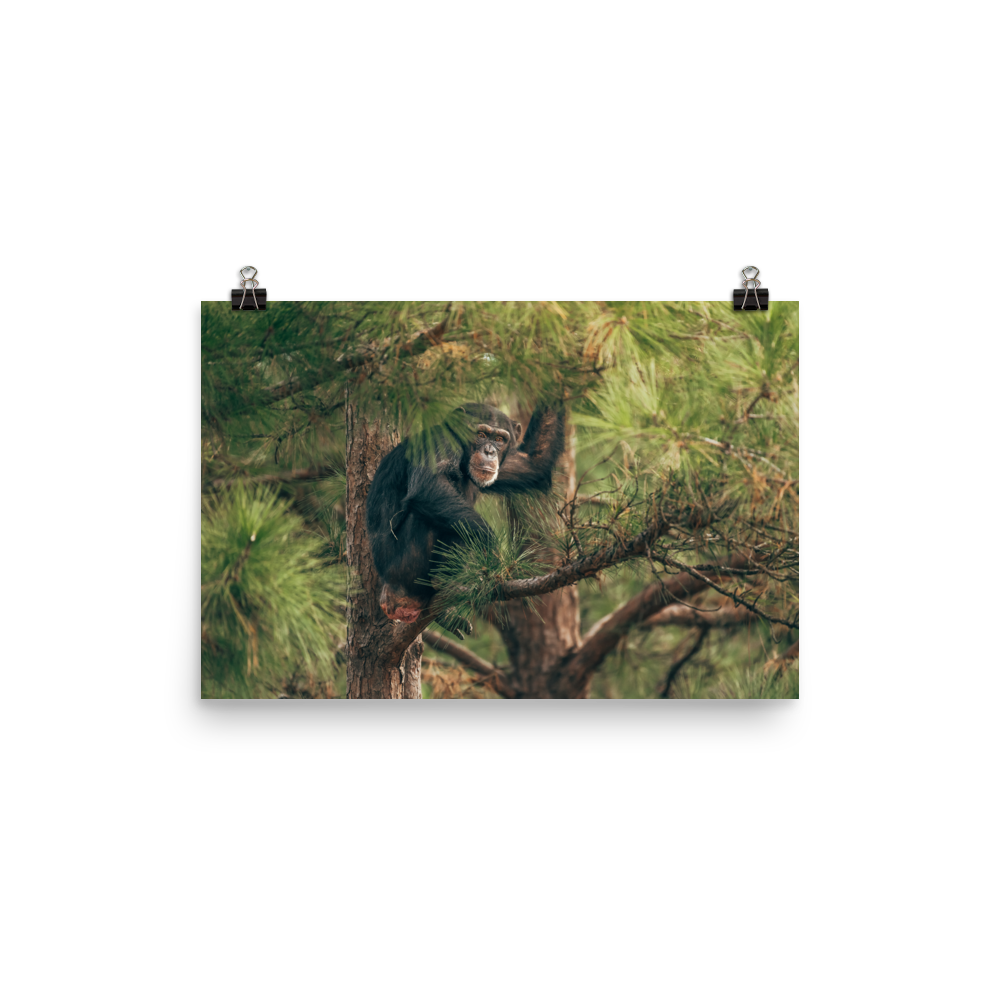 Photo paper poster- Arden