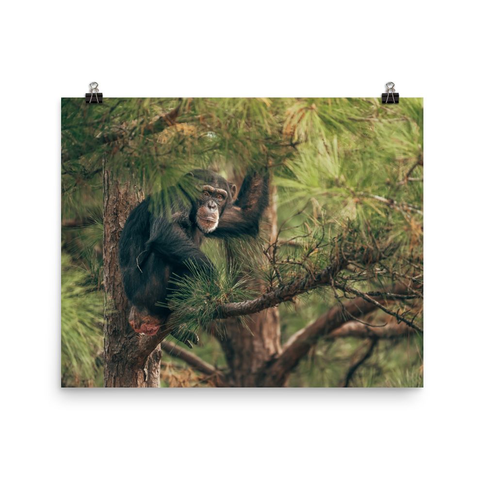 Photo paper poster- Arden