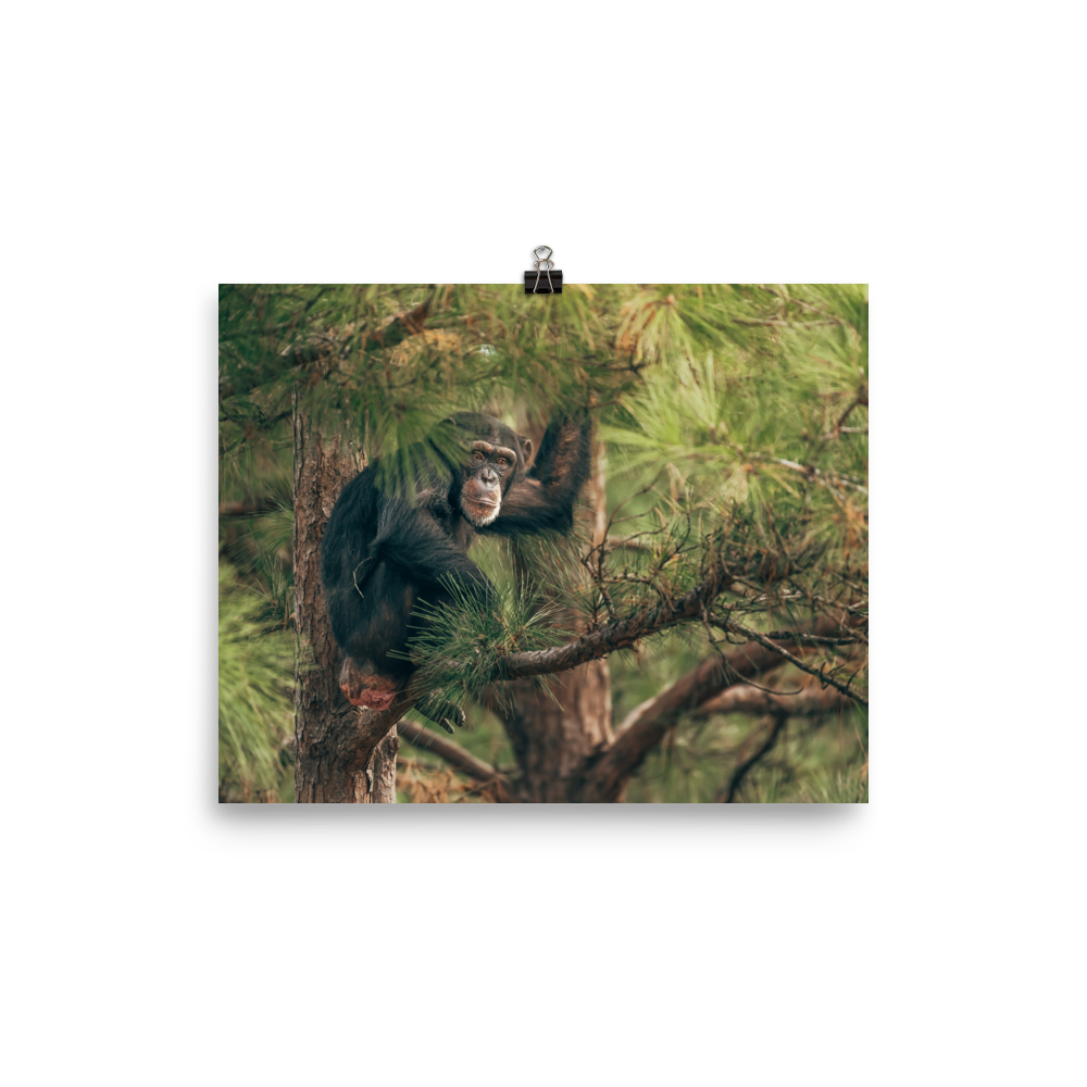 Photo paper poster- Arden