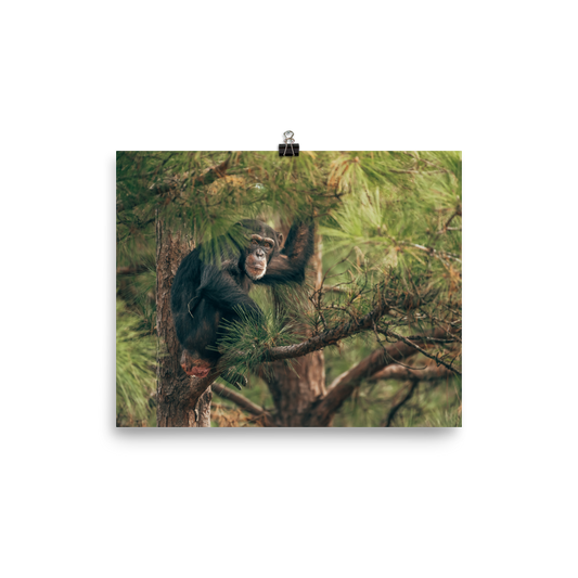 Photo paper poster- Arden