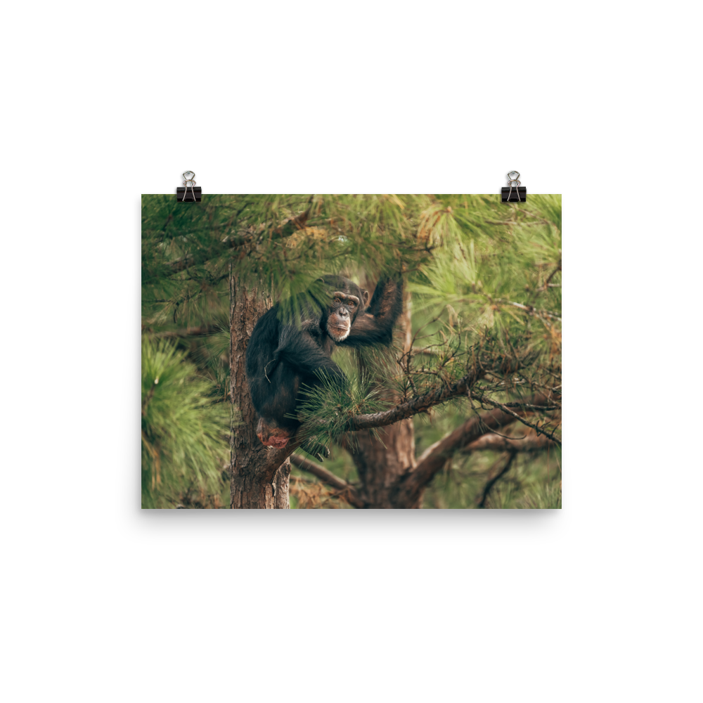 Photo paper poster- Arden